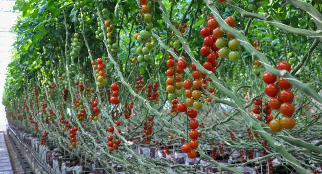 Lange rader med bugnende tomatplanter i veksthus