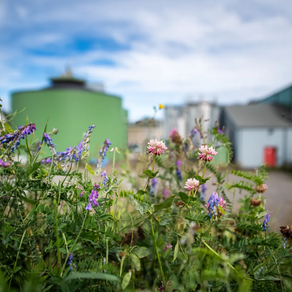 Biogassanlegget i Drammen med markblomster i forgrunnen