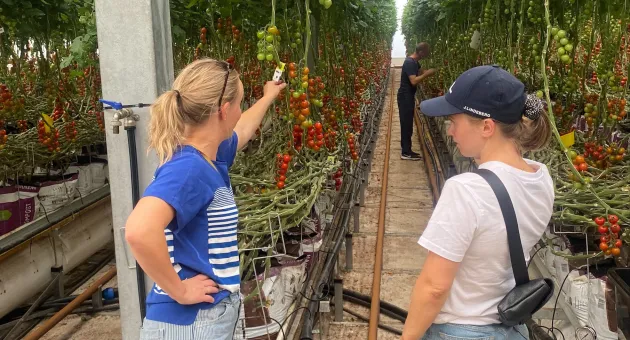 To interns i veksthuset ved Den Magiske Fabrikken som ser på dyrking av tomater