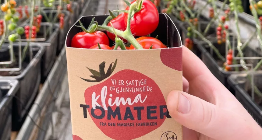 Røde tomater i et beger av papp